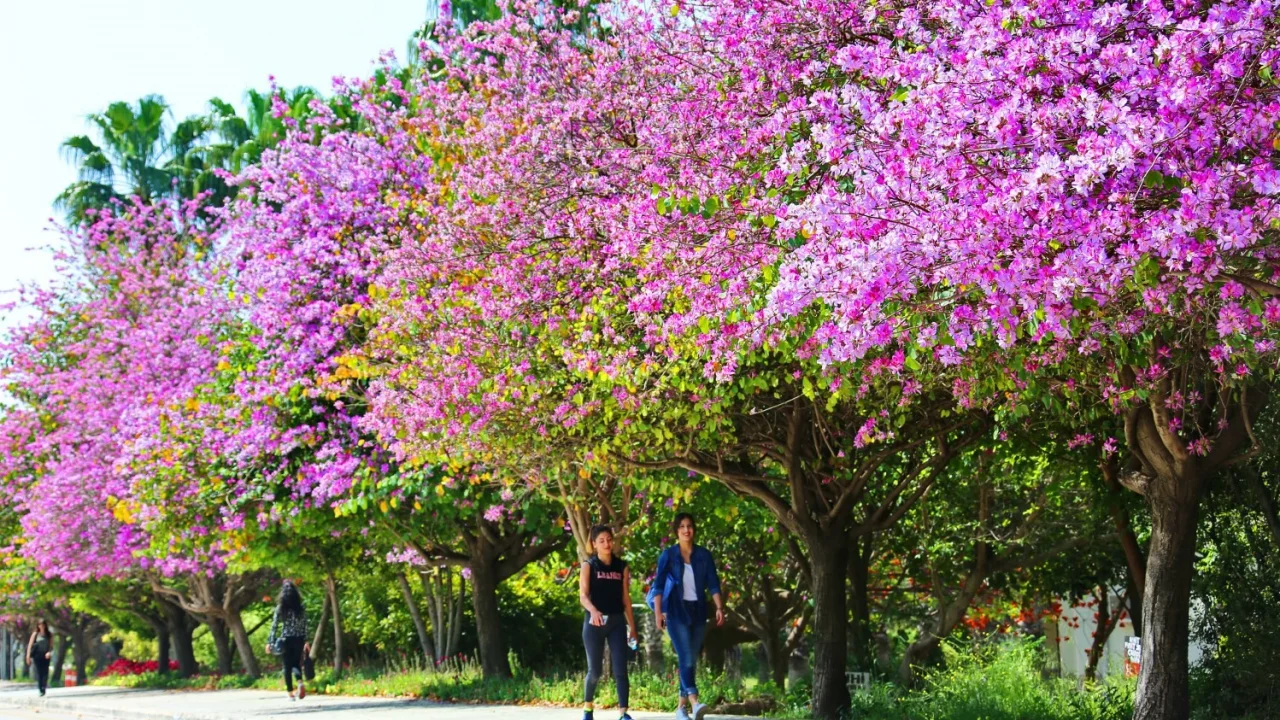 Akdeniz Üniversitesi Çevre Hizmet Ödülleri 2024 Sonuçları Açıklandı