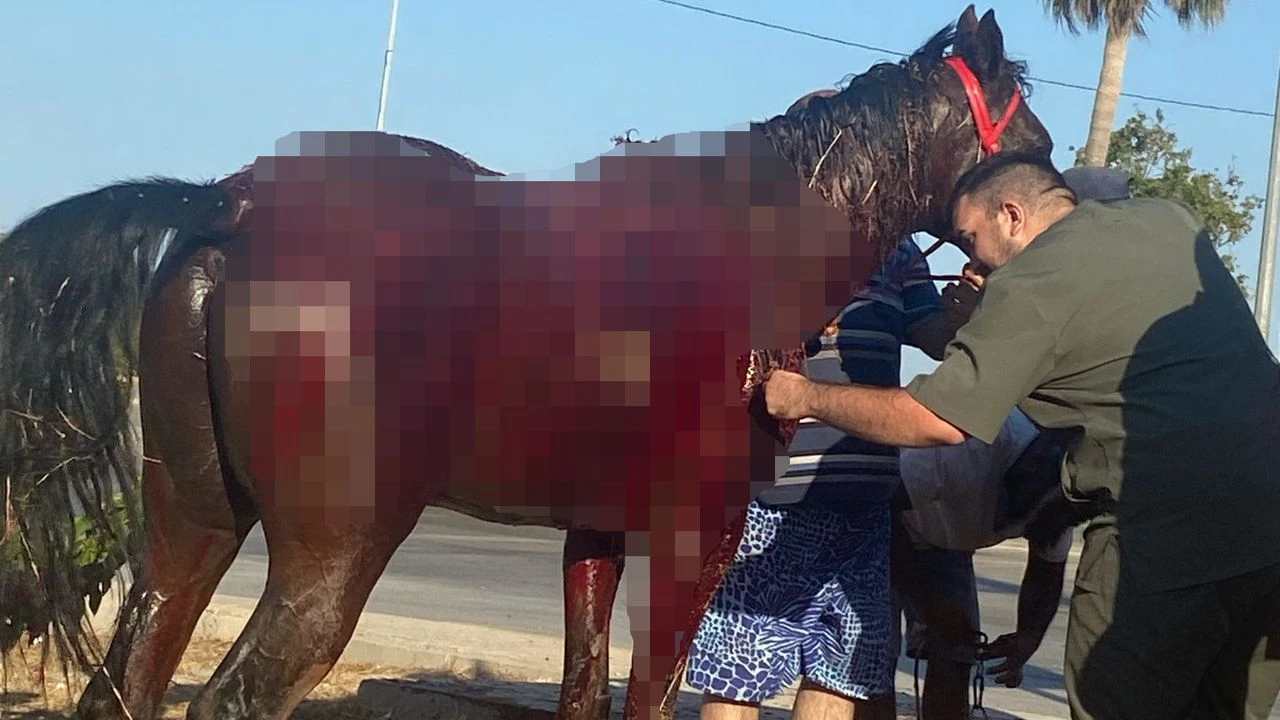 Sahilde Başıboş At Paniği: Otomobil Çarptı, 3 Kişi Yaralandı
