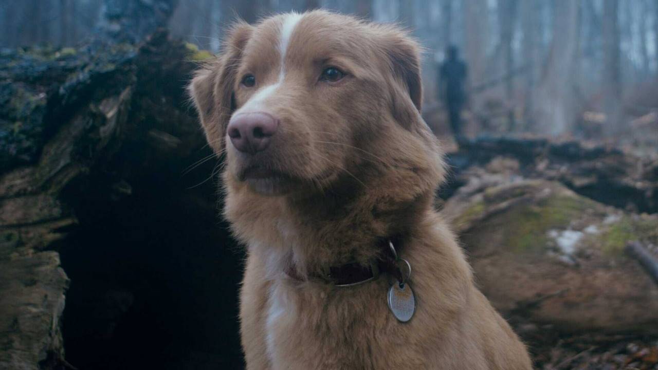 Köpeğin Gözünden Hayaletli Ev Hikâyesi: Good Boy Vizyona Hazırlanıyor