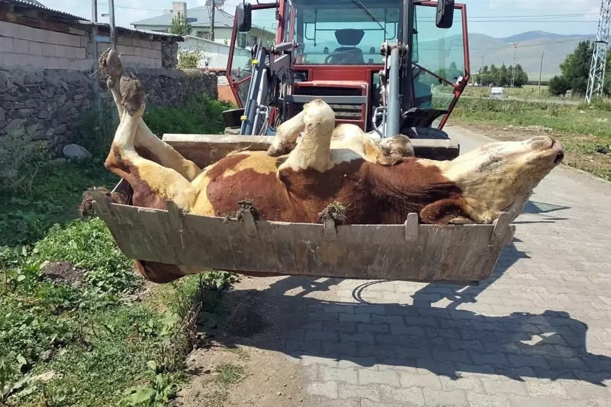 Şap Salgını Ardahan’da Felakete Dönüştü