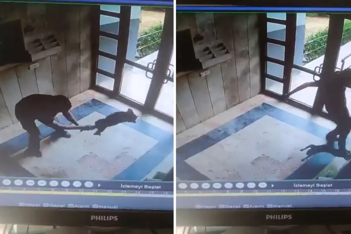 Başakşehir’de Dehşet: Sokak Kedisine Dakikalarca İşkence Edip Öldürdü